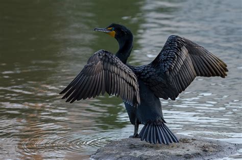 Double-crested cormorant - song / call / voice / sound.