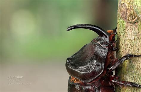 Rhino beetle - Jamiun's Photography