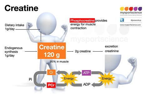 50 Unbelievable Benefits of Taking Creatine: Ultimate Guide 2023