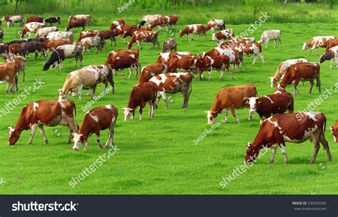 Cows Grazing On Pasture Stock Photo 236543200 : Shutterstock