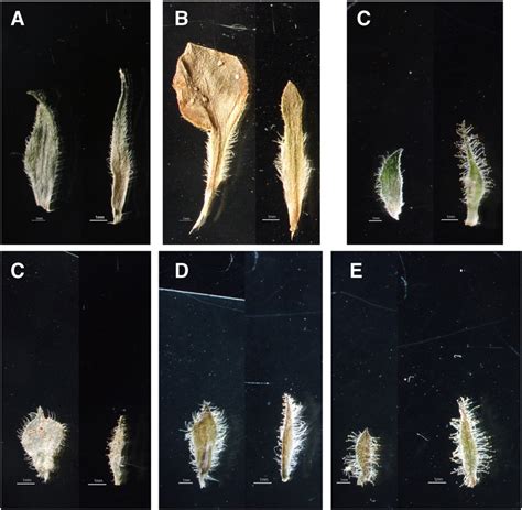 Morphology of bracts (left) and bracteoles (right) of white-flowered ...