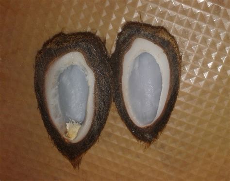 borassus flabellifer seeds cross section - DISCUSSING PALM TREES WORLDWIDE - PalmTalk