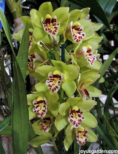 Cymbidium Orchid Care