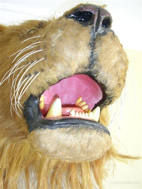 Antiques Atlas - Lions Head Taxidermy Hand Made Film Prop as153a1175 ...