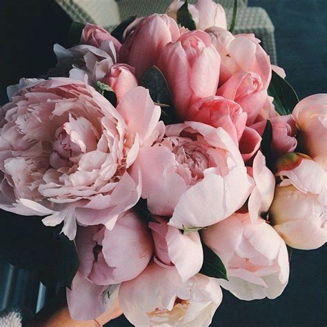 Pink Peonies Pictures, Photos, and Images for Facebook, Tumblr, Pinterest, and Twitter