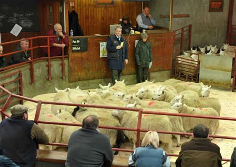 Longtown Mart - Store & Breeding Cattle Report