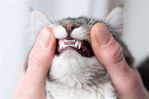 Cat Dental Exams: What You Need to Know About Cat Teeth Cleaning