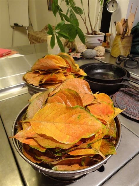 Hello from Studio mugen in California: Making the Persimmon Leaf Tea