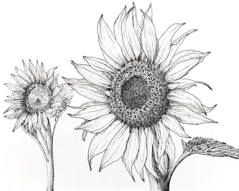 Cool Pen Drawings Of Flowers