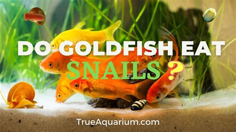 Do goldfish eat snails? What snails can live with goldfish? - YouTube