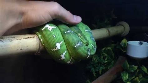 Emerald Tree Boa Care & Setup - YouTube