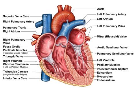 Pectinate Muscles