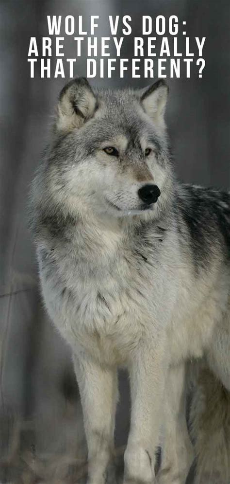 Wolf vs Dog - Are wolves and dogs similar and can they breed?