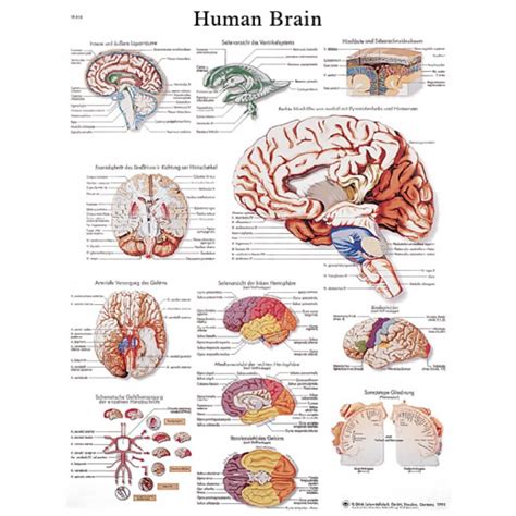 3B Scientific Anatomical Chart - Human Brain, Laminated | Herculife ...