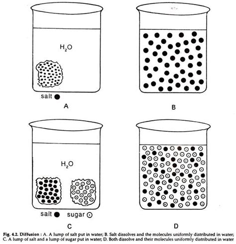 Osmosis and Diffusion (With Diagram) | Zoology