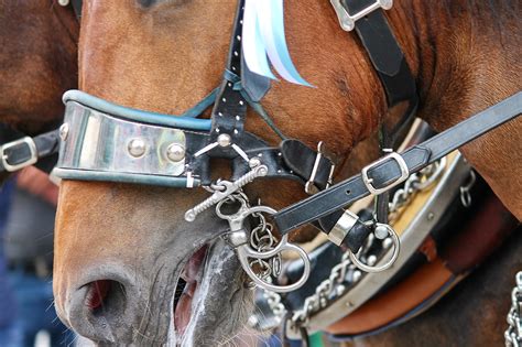 Snaffle Bridle Horse Draft - Free photo on Pixabay - Pixabay