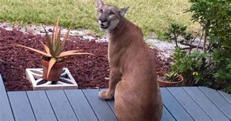 Rare Florida panther sightings go viral - CBS News