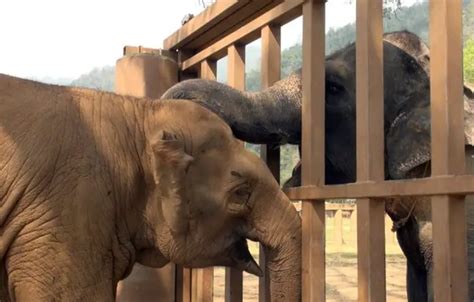 Heartwarming moment blind elephant rescued from circus is welcomed by the herd at sanctuary