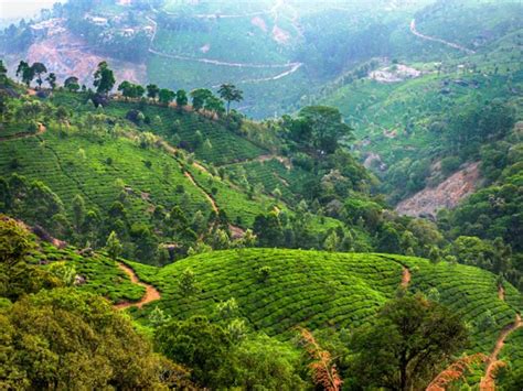 munnar-kerala-india-tea-plantations - Soma ImagesSoma Images