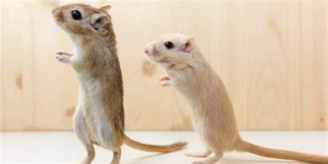 Common Gerbil Allergy Symptoms | Hutch and Cage