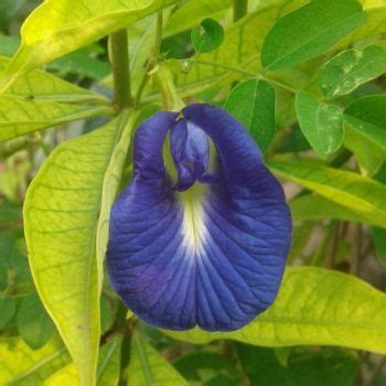 butterfly pea flower plant bunnings - Tatum Billups