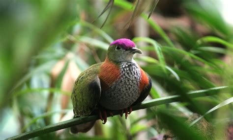 Superb fruit dove | Zoo Barcelona