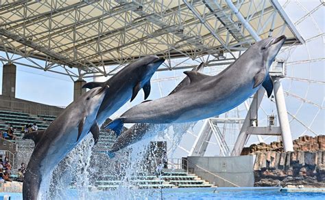 名古屋港水族館 - 景點指南、常見問題、星評、周邊景點 & 交通資訊 | 好運日本行