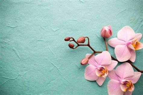 Green Orchid Wallpapers - Top Free Green Orchid Backgrounds - WallpaperAccess