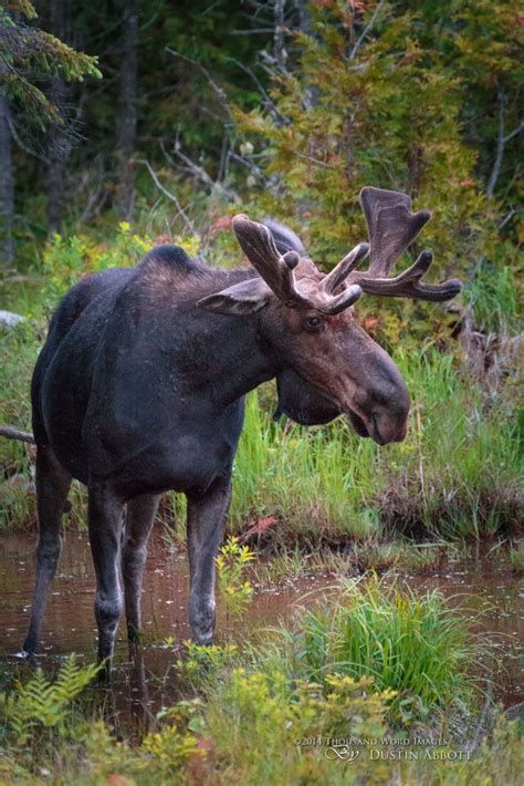 The Moose of Algonquin Park | Moose pictures, Moose, Algonquin park