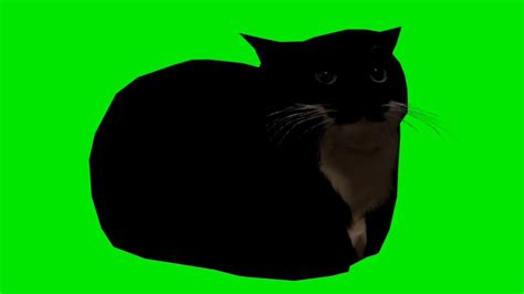 Cat green screen - YouTube