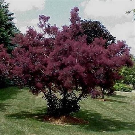 Purple Smoke Tree Seeds cotinus Coggygria Purpureus 20seeds - Etsy