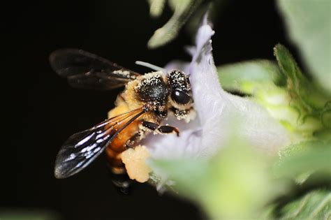 honey bee foraging on a flower. photo by Nikhil More Wikimedia Commons - Earth Buddies