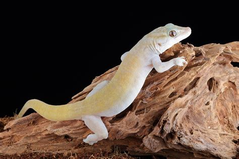 Golden Gecko Gekko Badenii #3 Photograph by David Kenny - Pixels