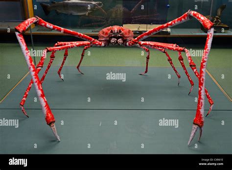 Japanese Giant Spider Crab