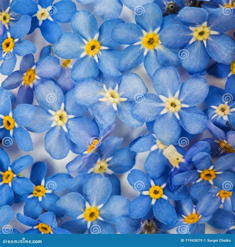 Background with Blue Forget-me-not Flowers Stock Image - Image of flower, petal: 71943079