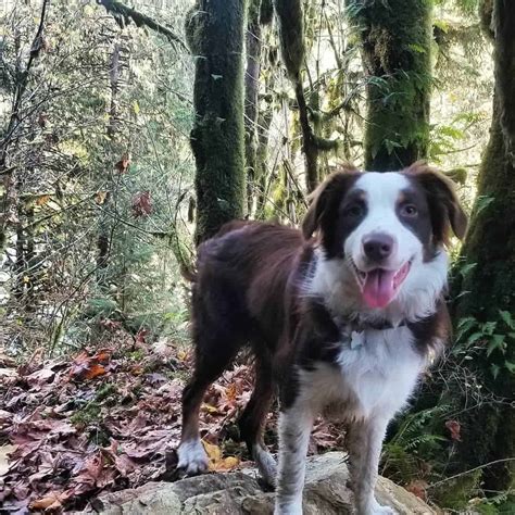 6 Best Brittany Spaniel Mixes: Cutie Frenchies! | Bubbly Pet