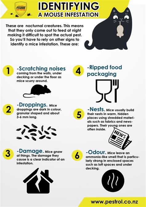 Mice As Pests: Signs, Symptoms, Prevention and Control - Pestrol Australia