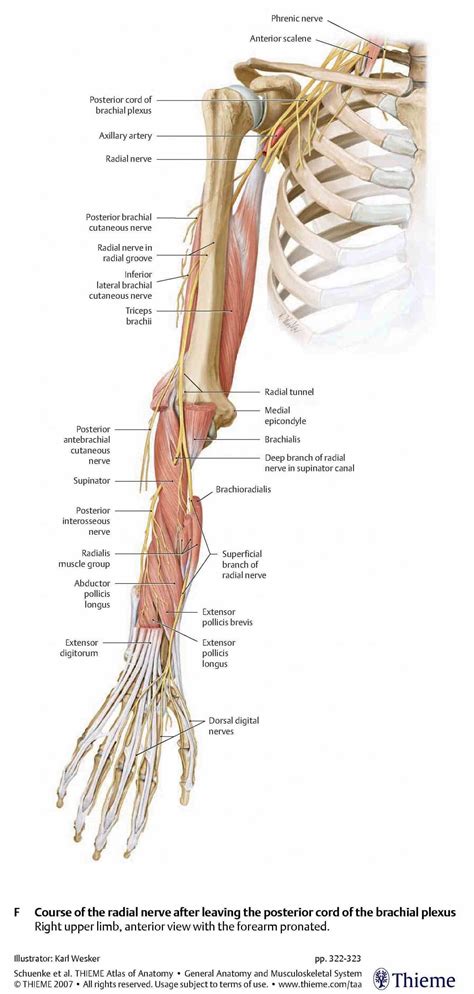 Anatomy Of The Radial Nerve | MedicineBTG.com