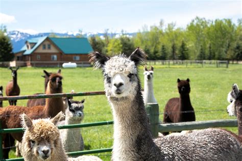 About Our Alpaca Farm | Alpacas of Montana