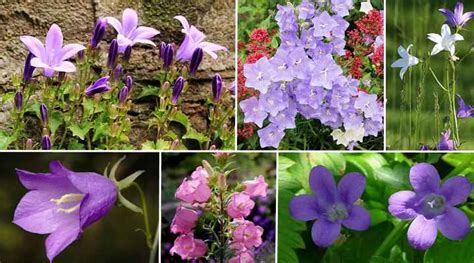 Campanula Flowers: Varieties, and Caring For Campanula Bellflower Plants