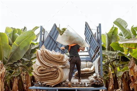 Harvesting on the banana plantation Stock Photo by RossHelen | PhotoDune