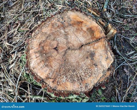 Annual Growth Rings on a Tree Trunk Stock Photo - Image of rings, lumber: 265527660