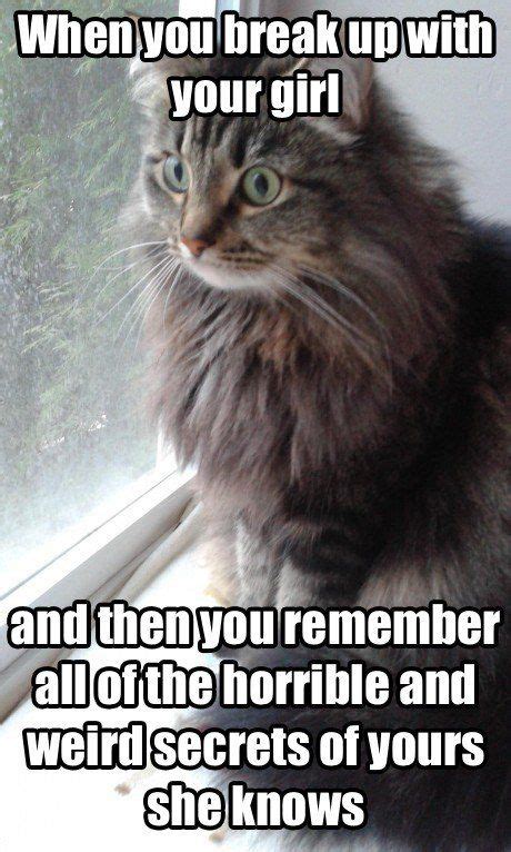 Slightly alarmed cat has made an unfortunate realization | Funny ...