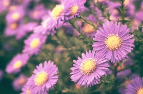 Autumn Asters Flowering Flower Aster Free Stock Photo - Public Domain ...