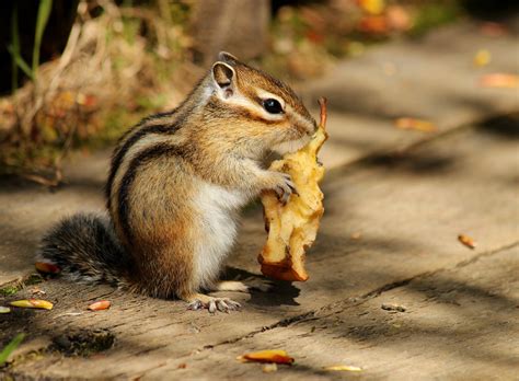 Siberian Chipmunk: Agile Rodent with Unique Burrowing Habits