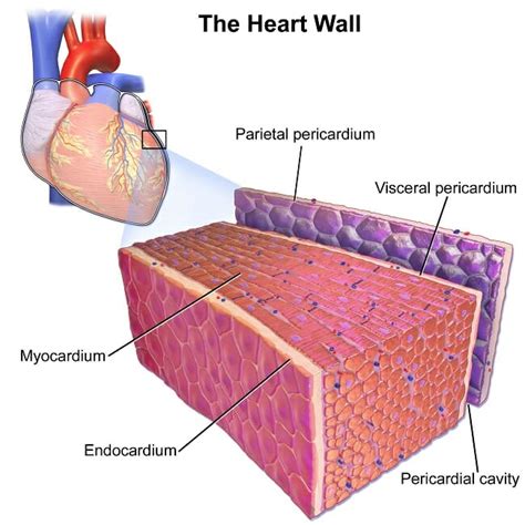 Cardiac Muscle - Definition, Function and Structure | Biology Dictionary