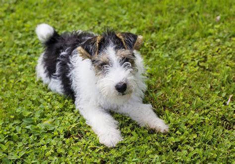 Fox Terrier (Wire) Dogs | Dog Breeds