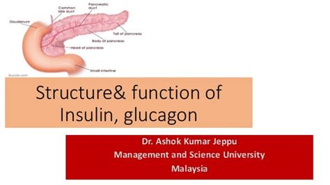 Structure& function of insulin,glucagon By Dr. Ashok KUmar Jeppu