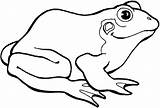 Printable Frog Coloring Pages sketch template