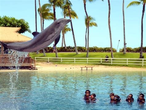 Dolphin Quest Hawaii - Dolphin Swim & Encounter at Hilton Waikoloa ...